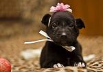     
: IMG_2387.jpg
: 2
:	55.1 
ID:	5308205