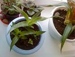     
: DSC01626.jpg
: 26
:	119.2 
ID:	5314396