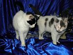     
: слепыш11.jpg
: 27
:	43.6 
ID:	5325413