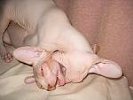     
: IMG_3909.jpg
: 9
:	105.6 
ID:	5333967