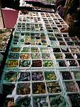     
: P1270519.jpg
: 16
:	156.7 
ID:	5338251