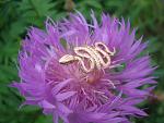    
: DSC00869.jpg
: 115
:	103.8 
ID:	5341841
