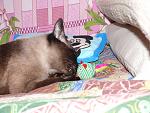     
: P1070830.jpg
: 3
:	164.7 
ID:	5354765