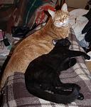     
: cats2.JPG
: 3
:	44.8 
ID:	5357222