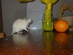     
: DSCN1278.jpg
: 24
:	81.2 
ID:	5367186