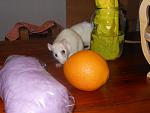     
: DSCN1262.jpg
: 20
:	99.1 
ID:	5367196