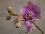    
: P1010400.jpg
: 4
:	57.9 
ID:	5377376