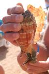     
: IMG_3891.JPG
: 5
:	118.5 
ID:	5377509