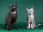     
: IMG_8904.jpg
: 19
:	112.8 
ID:	5390464