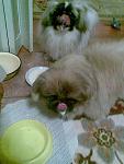     
: 1-12-12 006.jpg
: 7
:	61.4 
ID:	5397862