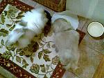     
: 25-11-12 020.jpg
: 8
:	86.2 
ID:	5397863