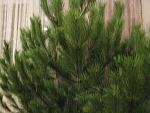     
: IMG_0925.jpg
: 124
:	174.6 
ID:	5402121