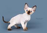     
: SYD_6380_800.jpg
: 9
:	169.6 
ID:	5407167