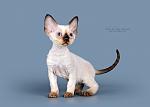     
: SYD_6363_800.jpg
: 9
:	153.9 
ID:	5407168