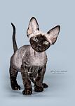     
: SYD_6495_800.jpg
: 5
:	198.6 
ID:	5407181