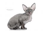     
: SYD_6555_800.jpg
: 8
:	171.8 
ID:	5407187