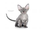     
: SYD_6574_800.jpg
: 5
:	136.1 
ID:	5407190