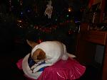     
: DSCN1103.jpg
: 3
:	85.3 
ID:	5435016