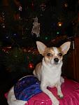     
: DSCN1118.jpg
: 5
:	76.8 
ID:	5435030