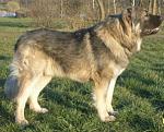     
: Caucasian_Ovcharka1.jpg
: 17
:	92.6 
ID:	5440594