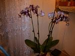     
: WP_000509.jpg
: 3
:	125.6 
ID:	5448873
