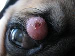     
: IMG_2429.jpg
: 8
:	100.7 
ID:	5457012