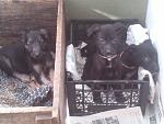    
: IMG190.jpg
: 10
:	102.7 
ID:	5461054