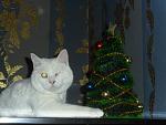     
: SAM_1833.JPG
: 5
:	142.8 
ID:	5461779