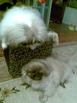     
: 13-01-01 032.jpg
: 6
:	55.5 
ID:	5464595