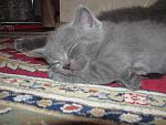     
: IMG_3888.jpg
: 5
:	117.3 
ID:	5470104