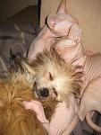     
: IMG_4227.jpg
: 5
:	89.6 
ID:	5483800