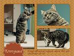    
: Клоп1.jpg
: 12
:	183.1 
ID:	5486105