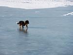     
: P1010969.jpg
: 5
:	91.5 
ID:	5492272