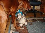     
: DSC07312.jpg
: 20
:	128.0 
ID:	5497570