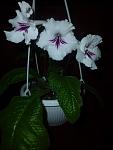     
: BCDCA910.jpg
: 5
:	34.9 
ID:	5502138