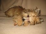     
: IMG_4387.jpg
: 20
:	131.1 
ID:	5510116