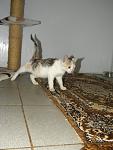     
: 60b308709713.jpg
: 4
:	40.8 
ID:	5514907