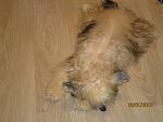     
: IMG_0302.jpg
: 15
:	110.6 
ID:	5515048