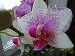     
: DSC02296.jpg
: 3
:	81.7 
ID:	5523350