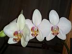     
: IMG626.jpg
: 4
:	82.6 
ID:	5531277