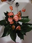     
: P1010156.jpg
: 348
:	68.7 
ID:	5533224