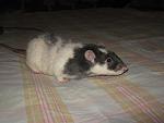     
: IMG_7710.JPG
: 22
:	146.8 
ID:	5539239