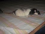     
: IMG_7711.JPG
: 19
:	150.3 
ID:	5539250