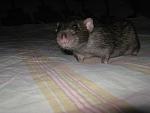     
: IMG_7684.JPG
: 12
:	127.9 
ID:	5539254