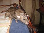     
: IMG_7688.JPG
: 35
:	176.7 
ID:	5539257