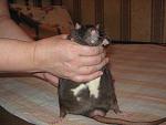     
: IMG_7693.JPG
: 14
:	153.7 
ID:	5539258