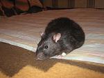     
: IMG_7694.JPG
: 10
:	151.4 
ID:	5539269