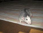     
: IMG_7698.JPG
: 21
:	159.3 
ID:	5539274