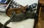     
: 2013-01-19 16.49.21.jpg
: 4
:	106.3 
ID:	5548061