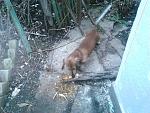     
: IMG_20130123_163511.jpg
: 26
:	96.0 
ID:	5558500
